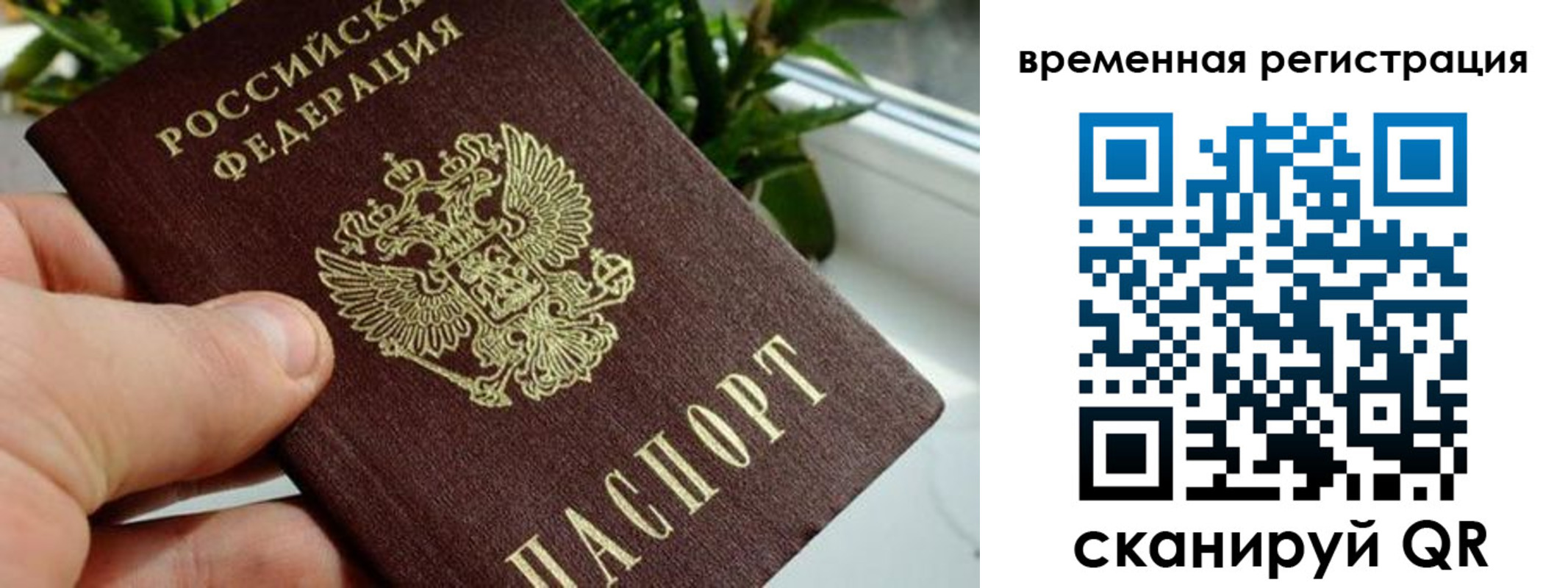 прописка поиск в Сафоново